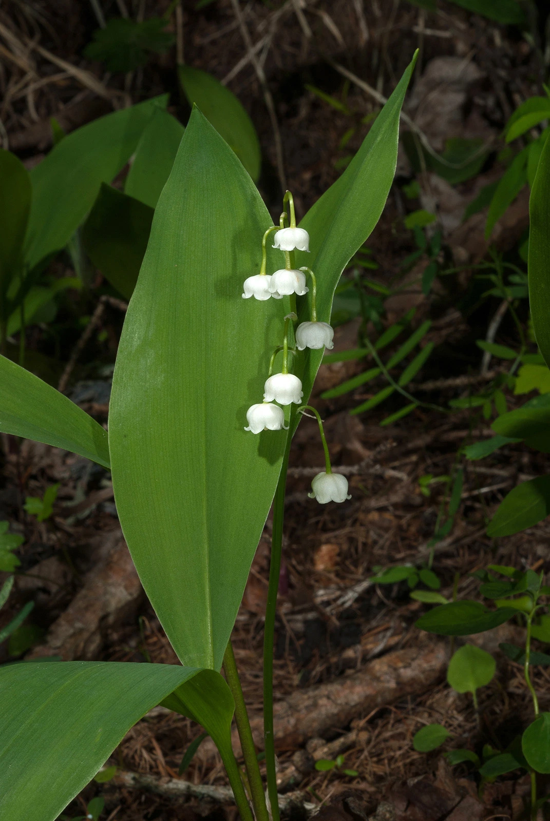 Photo Maurizio Broglio - Convallaria majalis